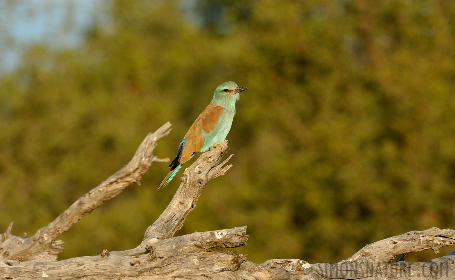 Coracias garrulus [550 mm, 1/800 sec at f / 9.0, ISO 1600]